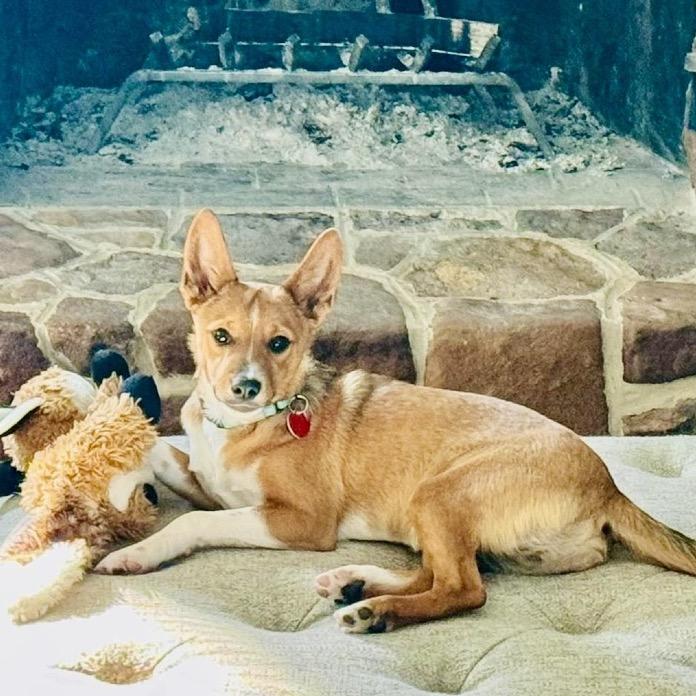 Enlarge DARBY, a Adoptable Terrier in Atco, NJ image 6/6