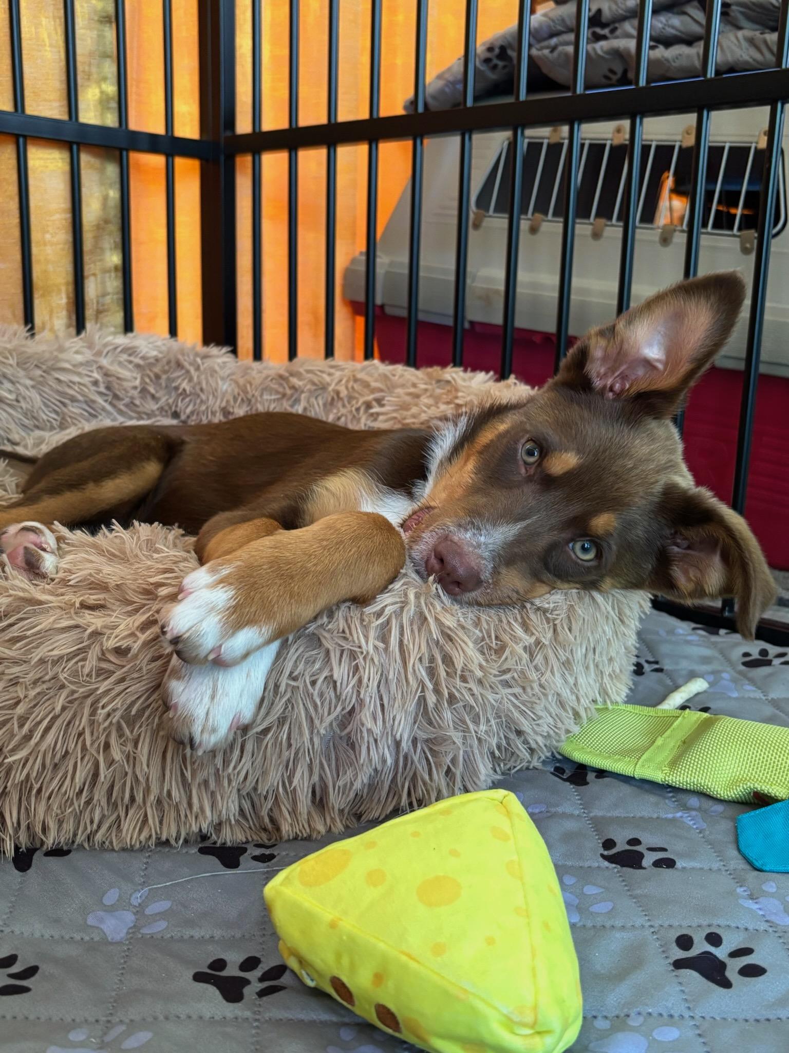 Enlarge Teddy, a ADOPTABLE mixed breed in Redwood City, CA image 5/6