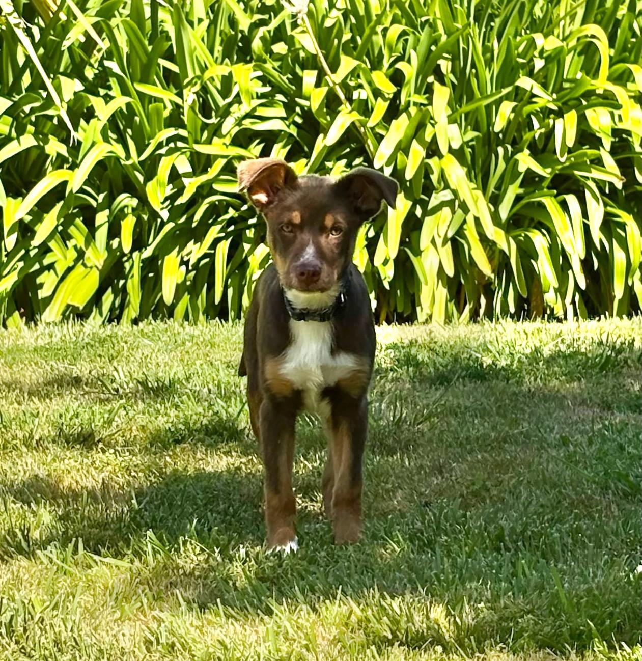 Enlarge Teddy, a ADOPTABLE mixed breed in Redwood City, CA image 4/6