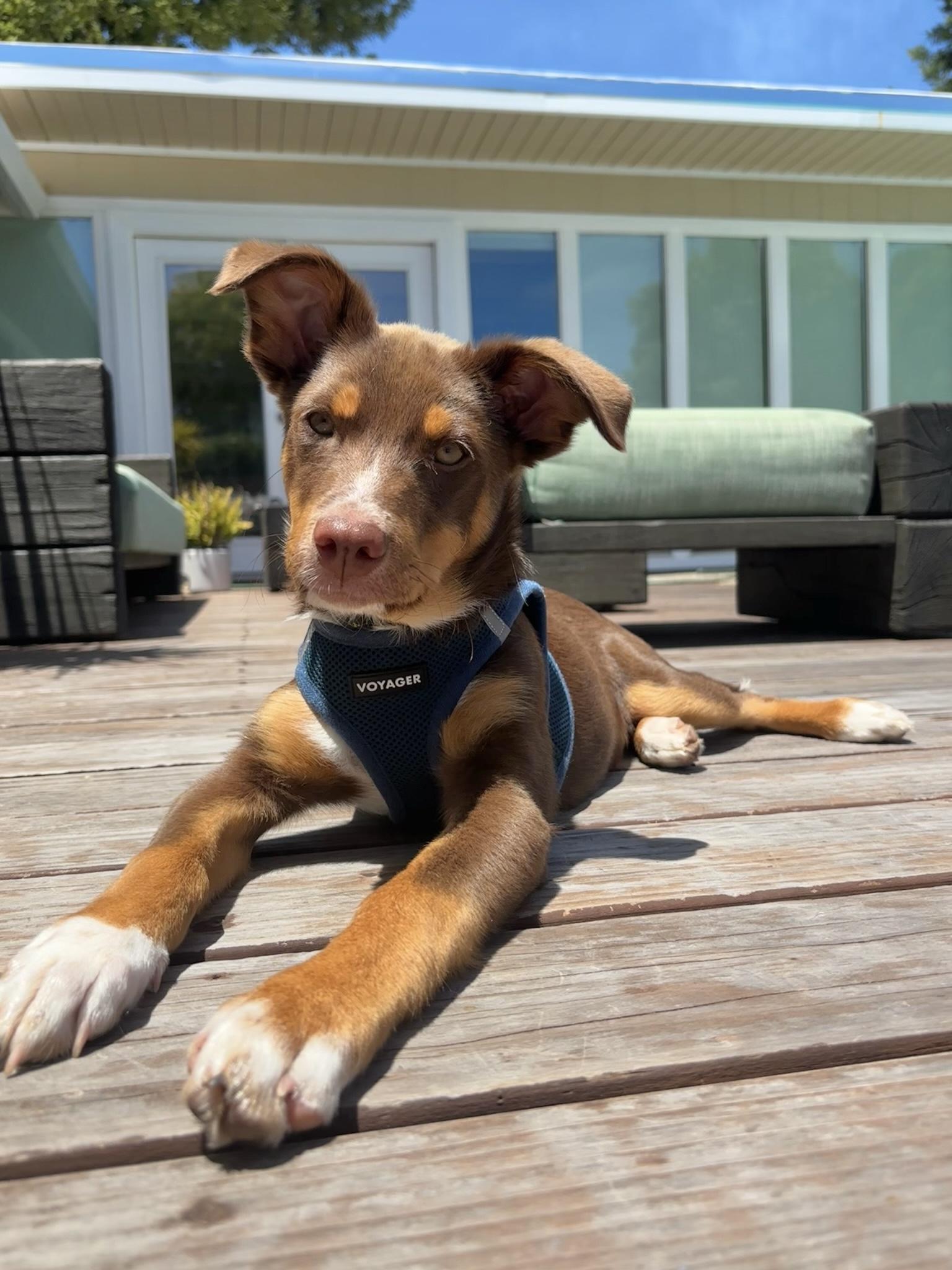 Teddy, a ADOPTABLE mixed breed in Redwood City, CA image 3/6