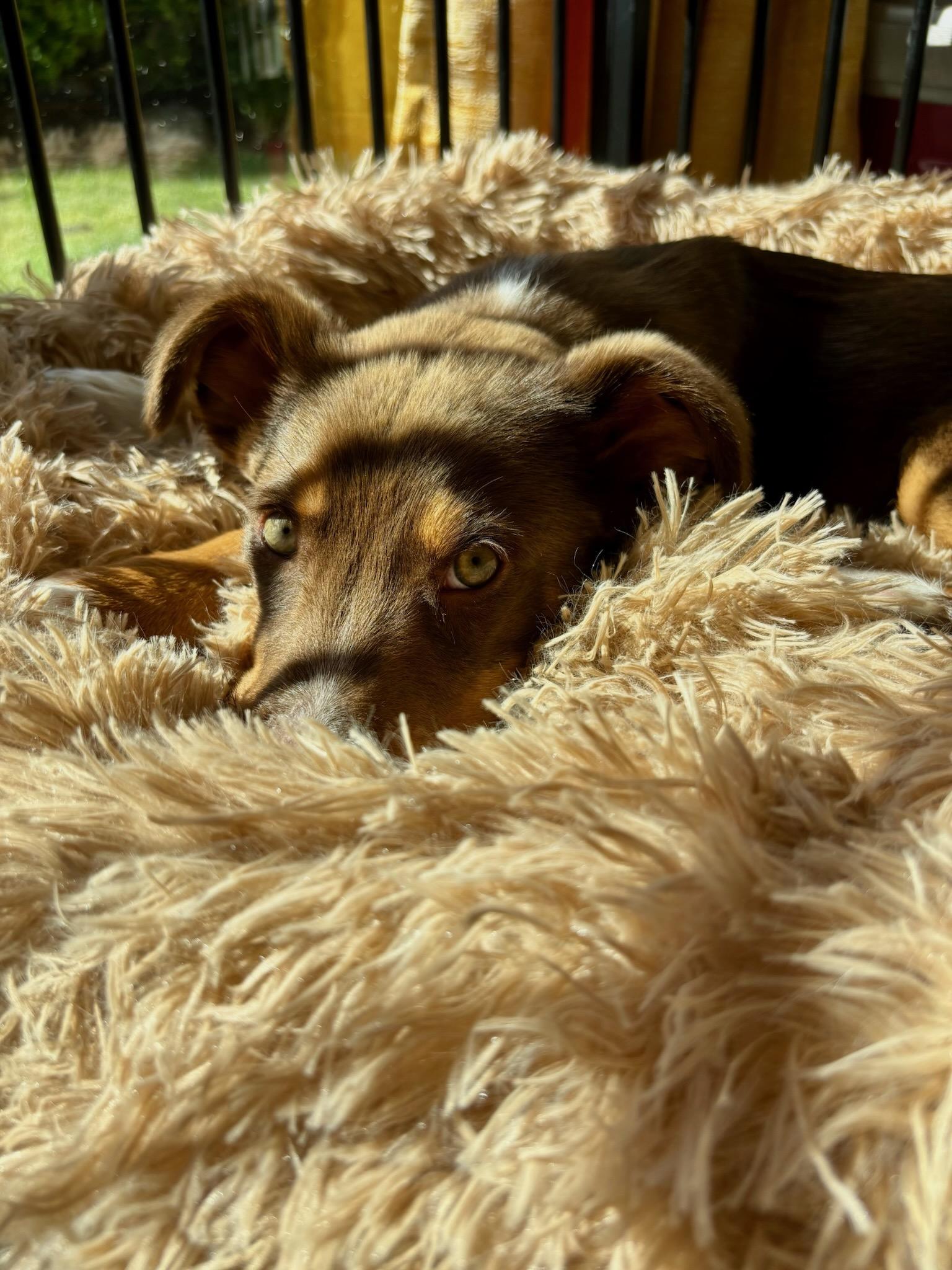 Enlarge Teddy, a ADOPTABLE mixed breed in Redwood City, CA image 6/6