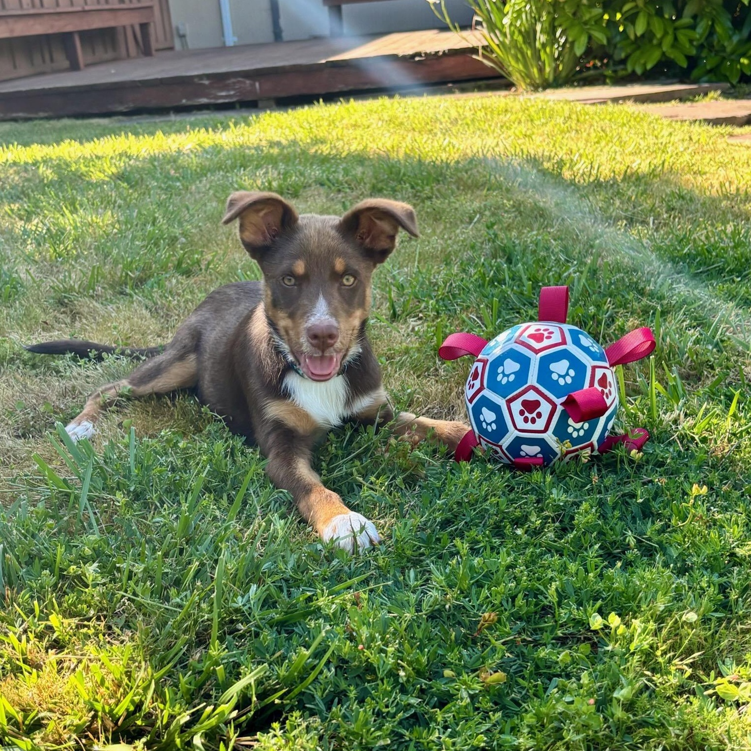 Teddy, ADOPTABLE, Puppy Male Shepherd.