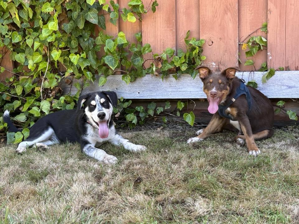 Teddy, a ADOPTABLE mixed breed in Redwood City, CA image 4/6
