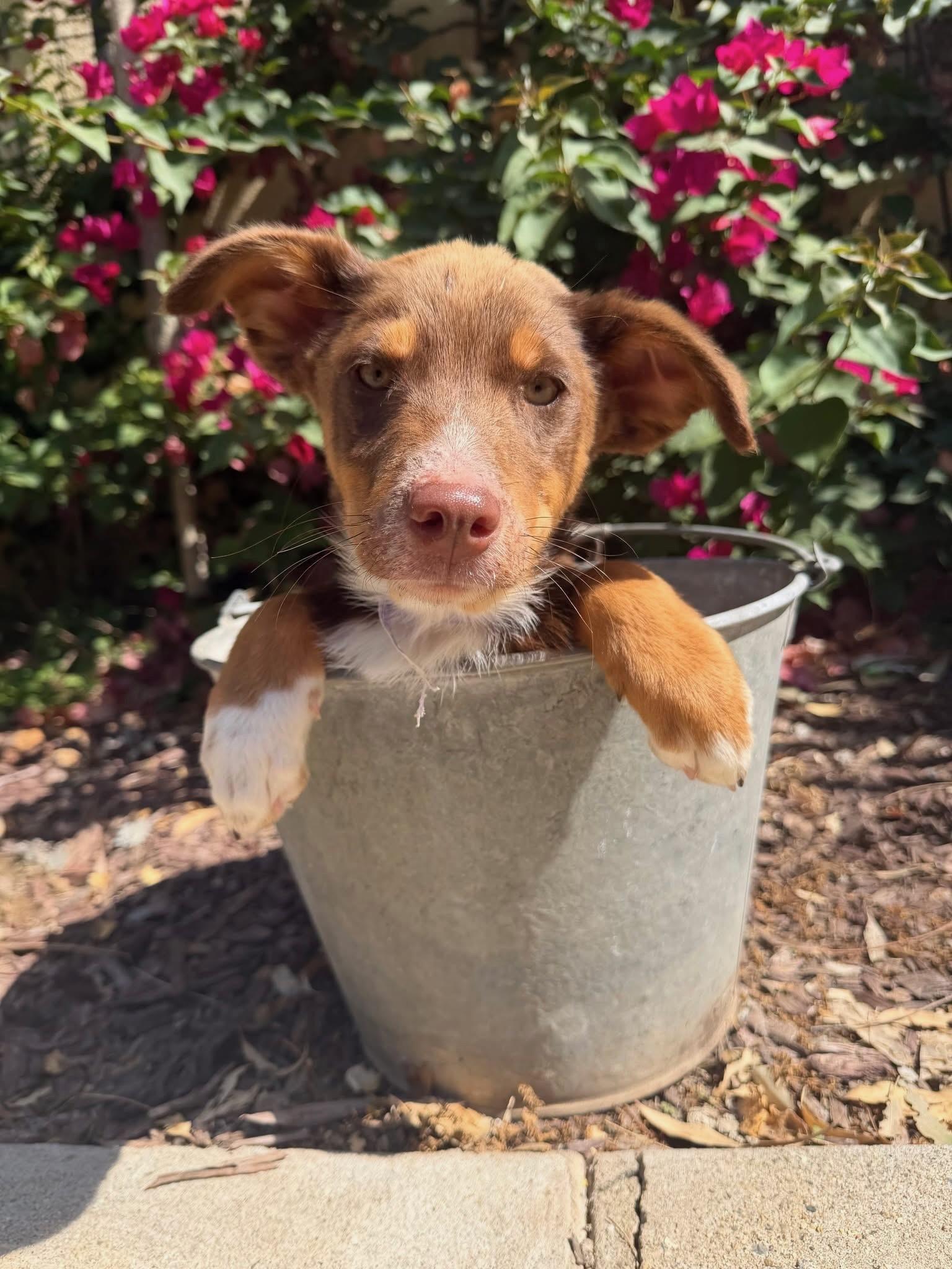 Enlarge Teddy, a ADOPTABLE mixed breed in Redwood City, CA image 2/6