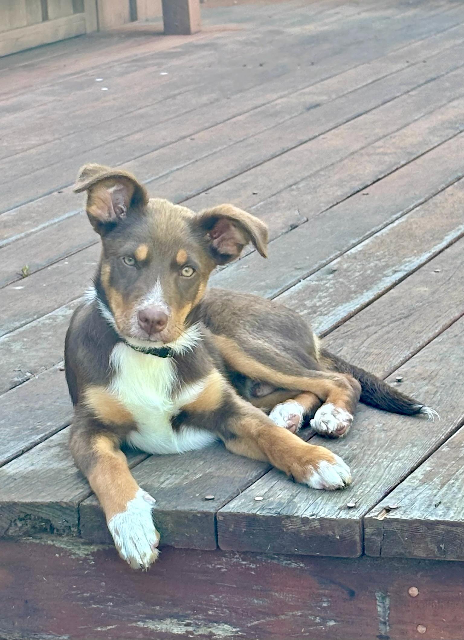 Enlarge Teddy, a ADOPTABLE mixed breed in Redwood City, CA image 1/6