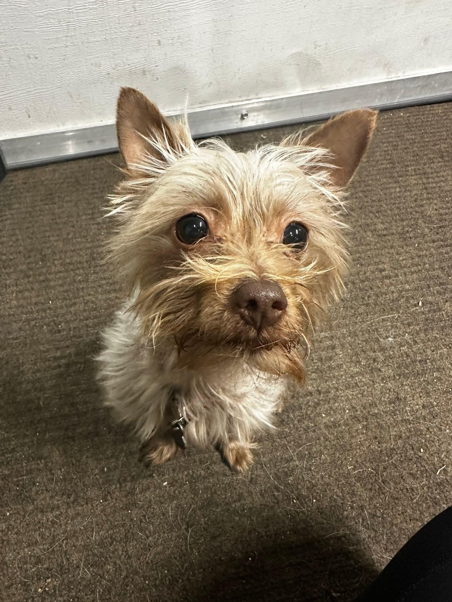 Enlarge Willow, a Adoptable mixed breed in Cedar Rapids, IA image 2/6