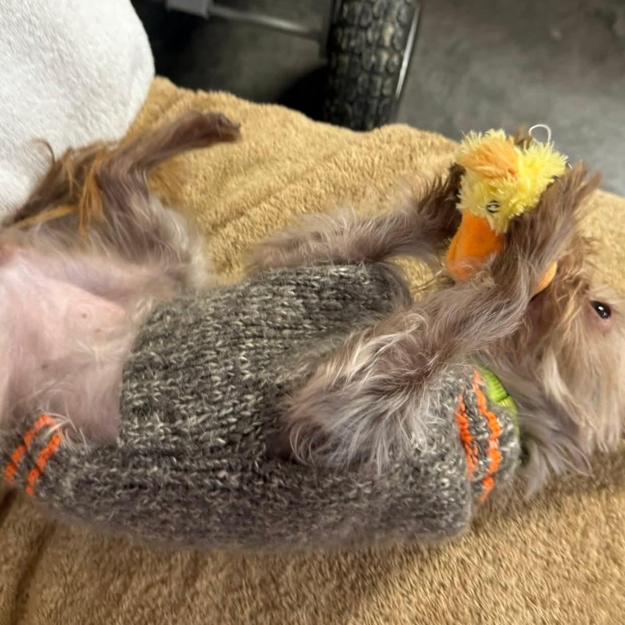 Enlarge Willow, a Adoptable mixed breed in Cedar Rapids, IA image 6/6