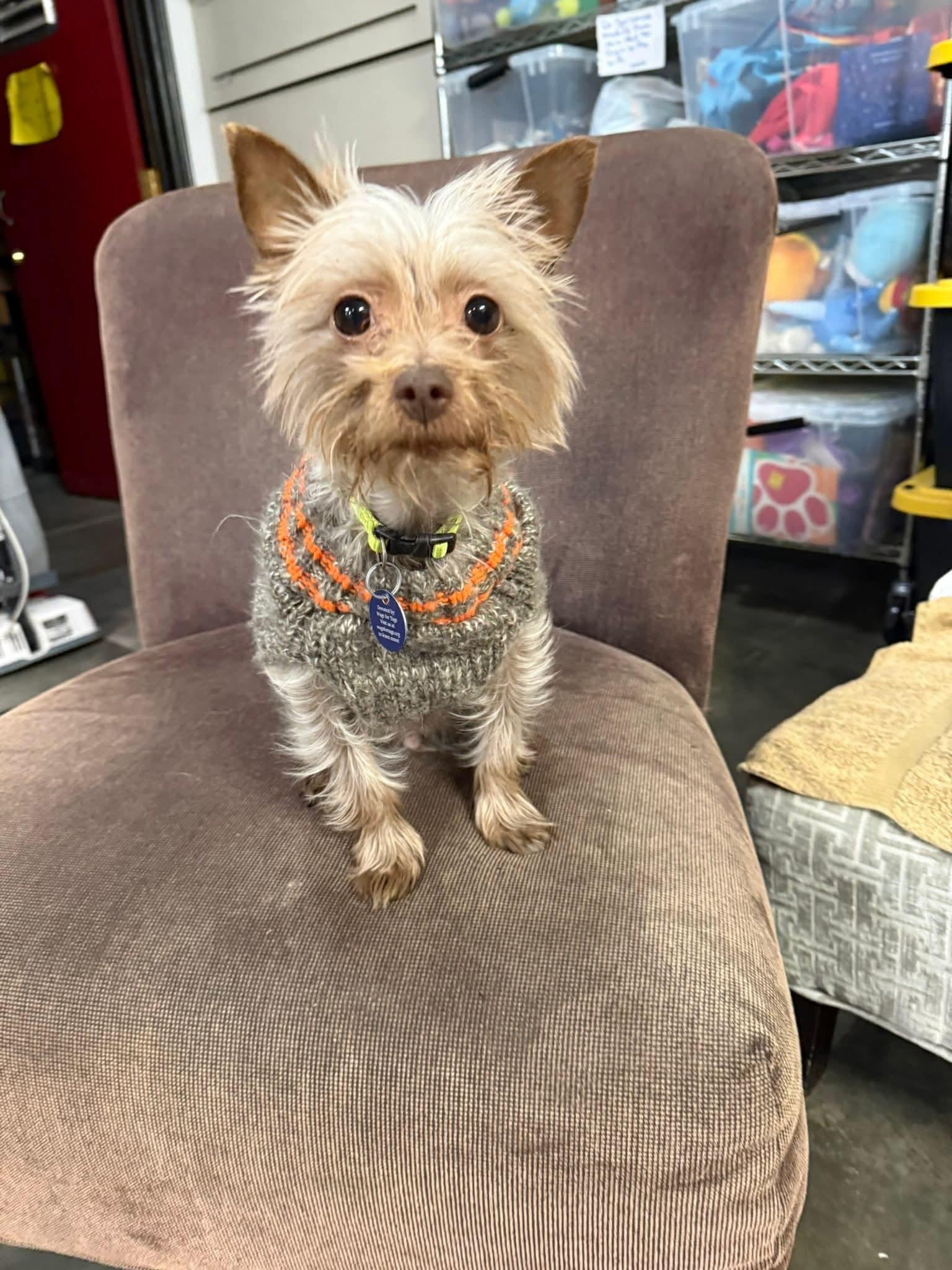 Willow, Adoptable, Adult Female Chinese Crested Dog & Yorkshire Terrier.