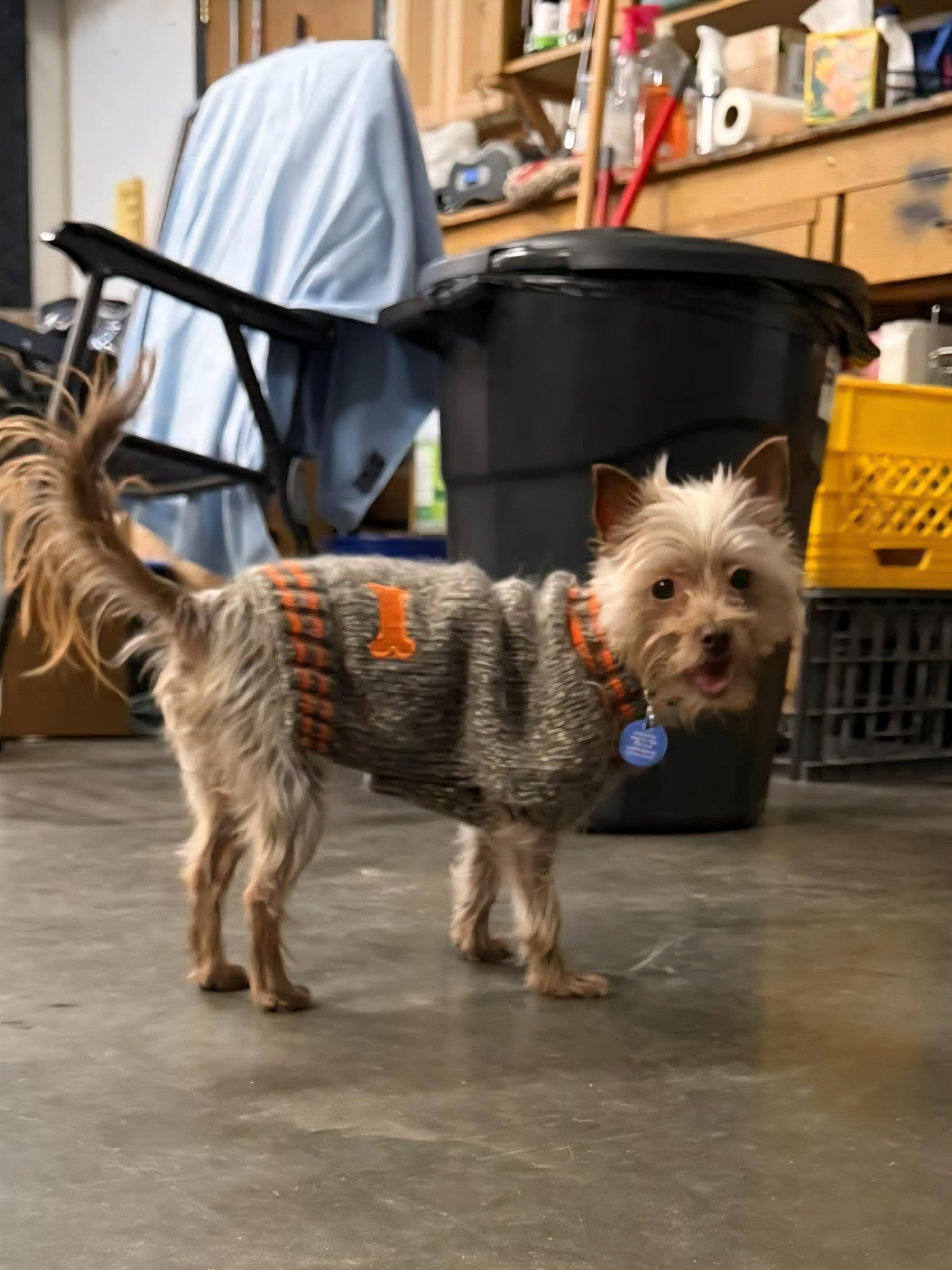 Enlarge Willow, a Adoptable mixed breed in Cedar Rapids, IA image 4/6