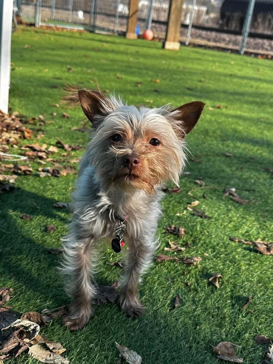 Enlarge Willow, a Adoptable mixed breed in Cedar Rapids, IA image 3/6