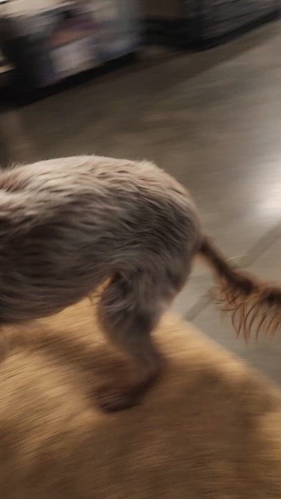 Enlarge Willow, a Adoptable mixed breed in Cedar Rapids, IA video 5/6