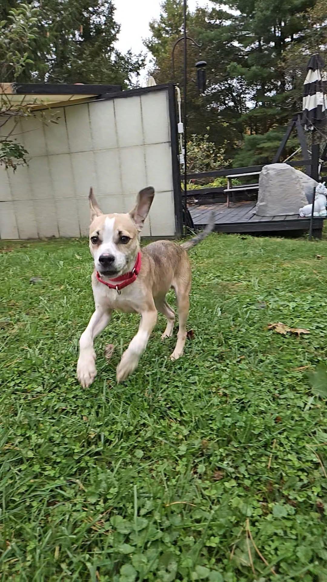 Cash, a Adoptable Mixed Breed in Clay, NY image 2/5