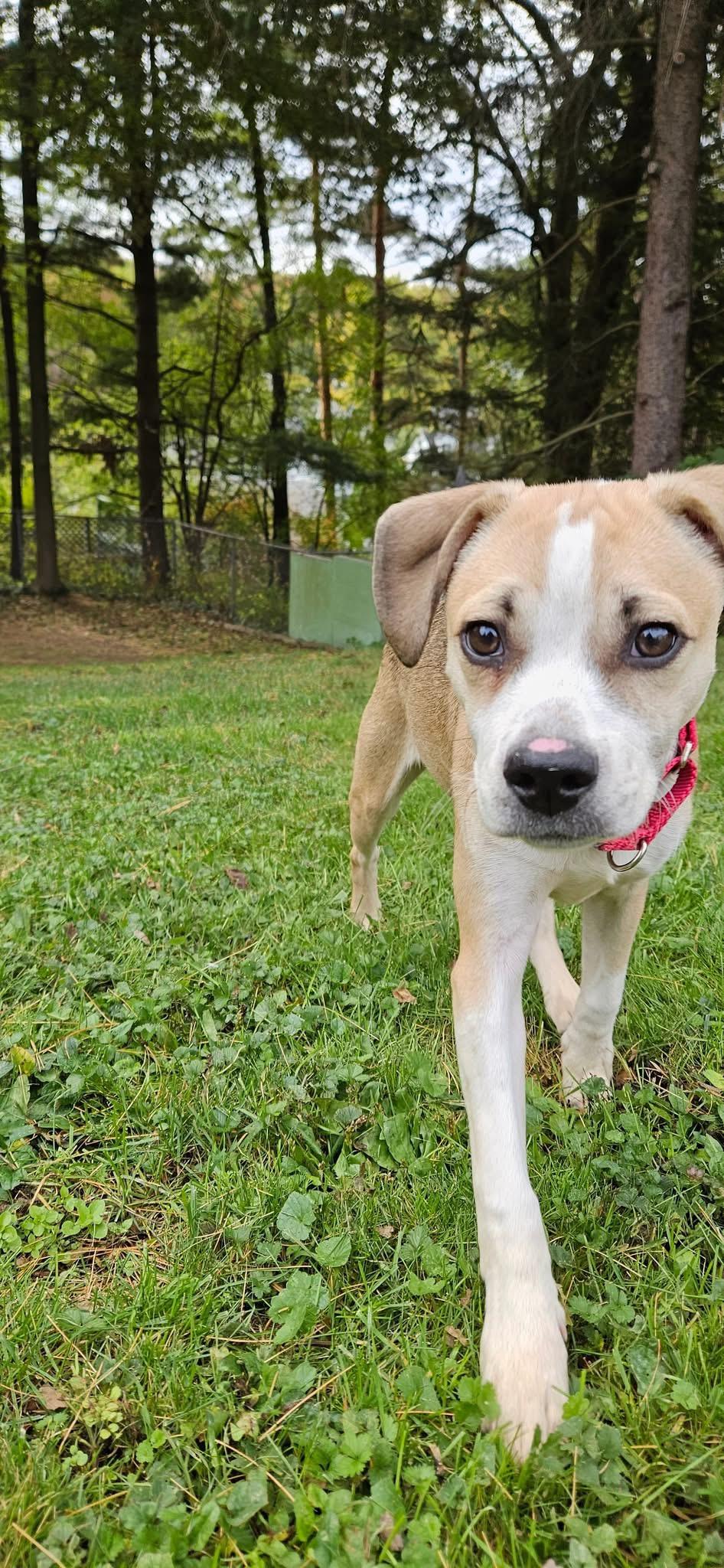 Cash, a Adoptable Mixed Breed in Clay, NY image 3/5
