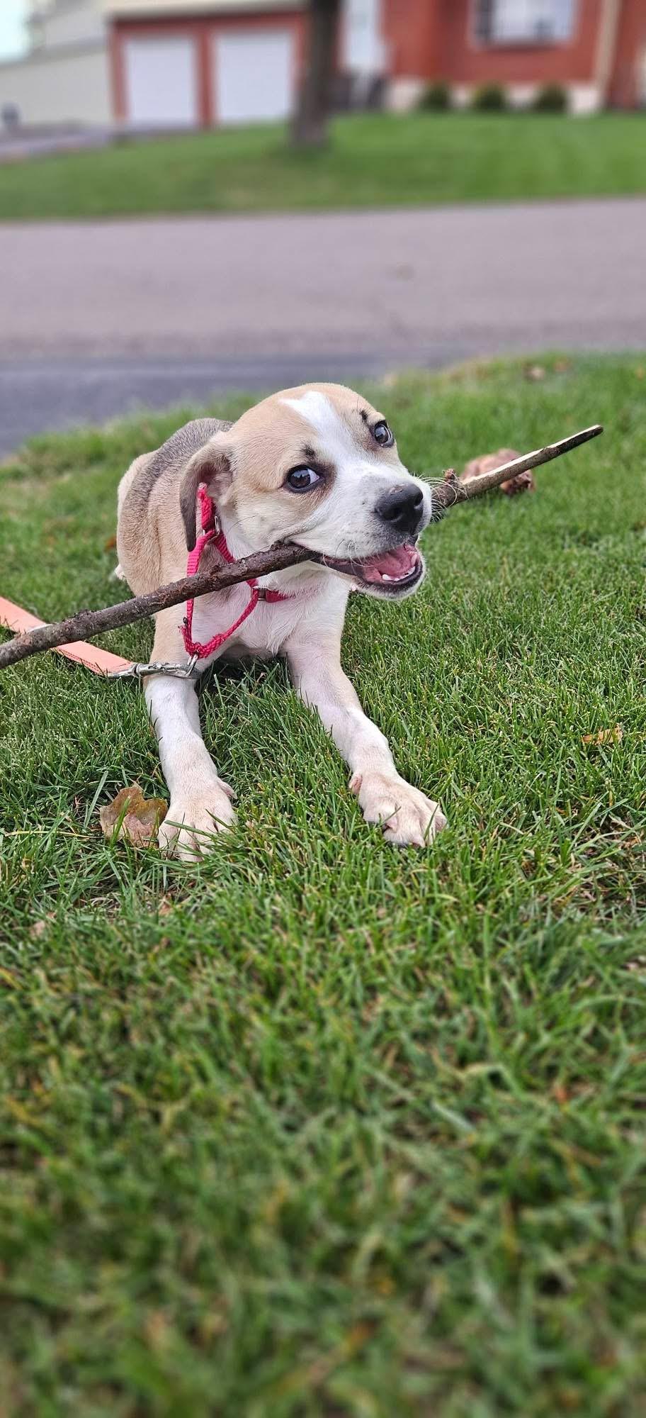 Cash, a Adoptable Mixed Breed in Clay, NY image 1/5