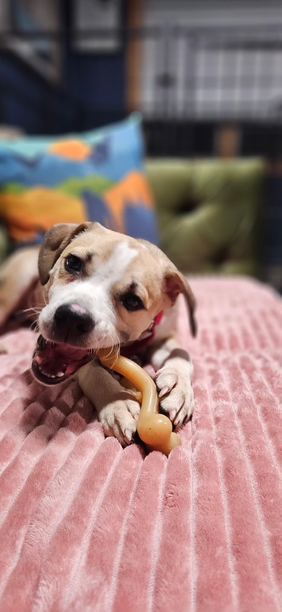 Cash, a Adoptable Mixed Breed in Clay, NY image 4/5