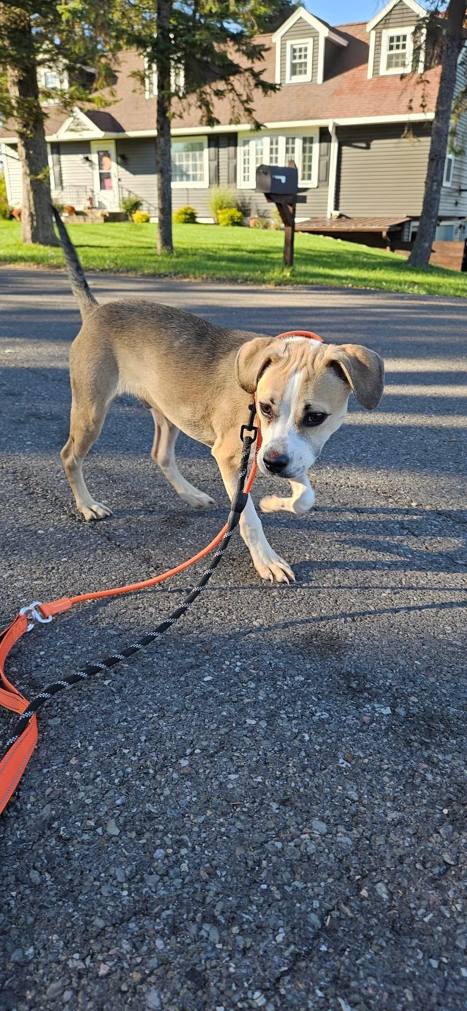 Cash, a Adoptable Mixed Breed in Clay, NY image 5/5
