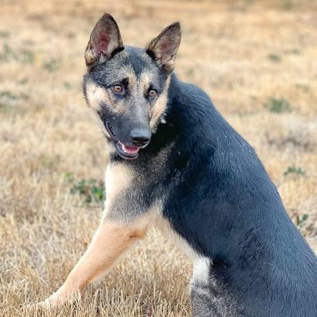 Purity, Adoptable, Young Female German Shepherd Dog & Mixed Breed.