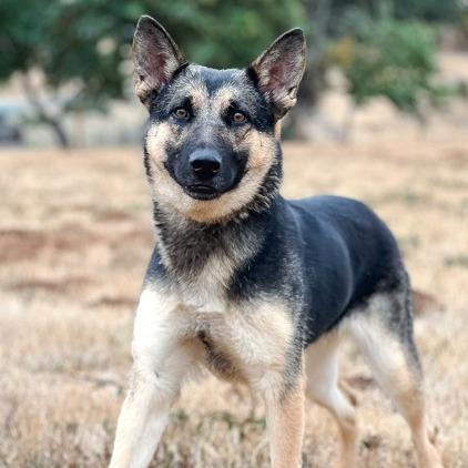 Enlarge Purity, a Adoptable mixed breed in Salem, OR image 2/6