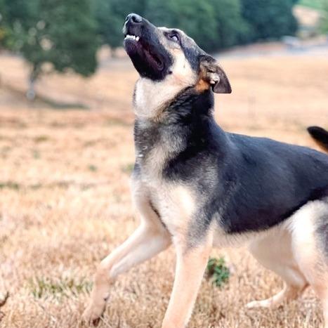 Enlarge Purity, a Adoptable mixed breed in Salem, OR image 3/6