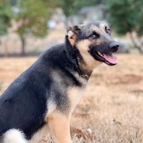 Enlarge Purity, a Adoptable mixed breed in Salem, OR image 4/6