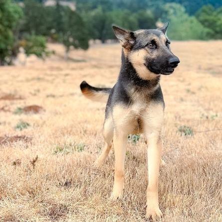 Enlarge Purity, a Adoptable mixed breed in Salem, OR image 5/6