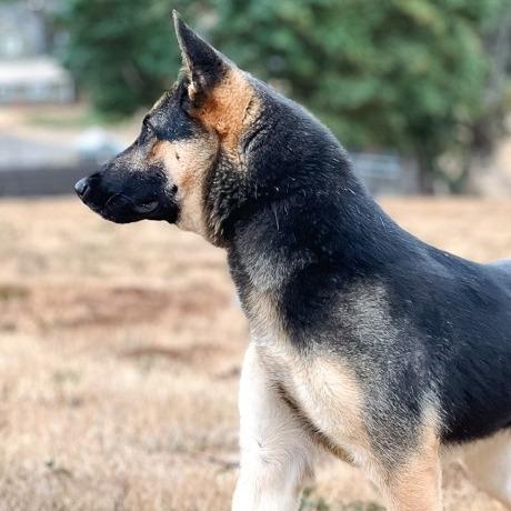 Enlarge Purity, a Adoptable mixed breed in Salem, OR image 6/6