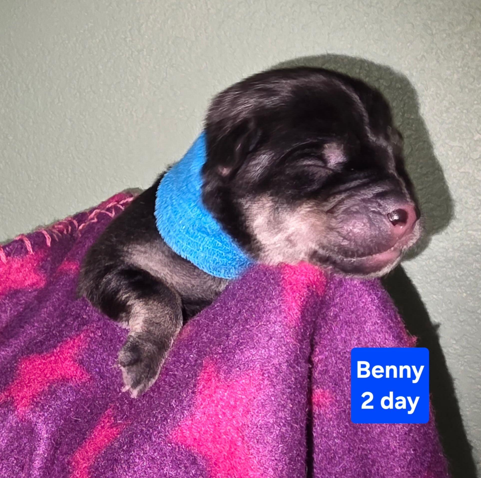 Enlarge Benedict (Benny), a Adoptable mixed breed in Cottonwood Heights, UT image 2/2
