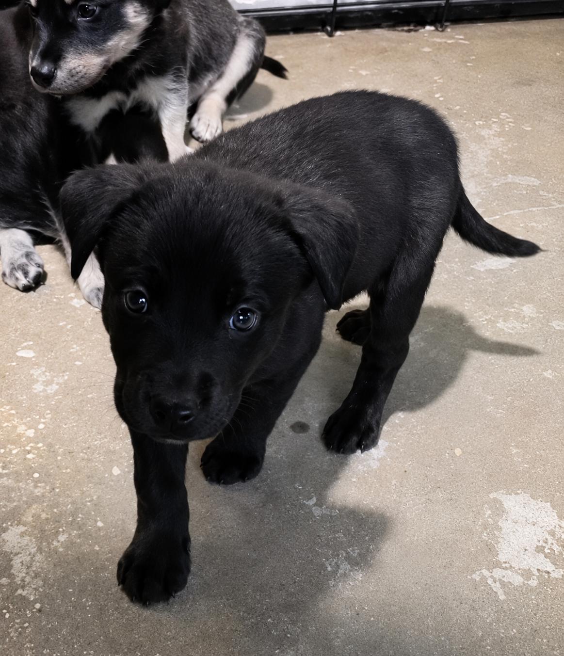 Benedict (Benny), a Adoptable mixed breed in Cottonwood Heights, UT image 3/4
