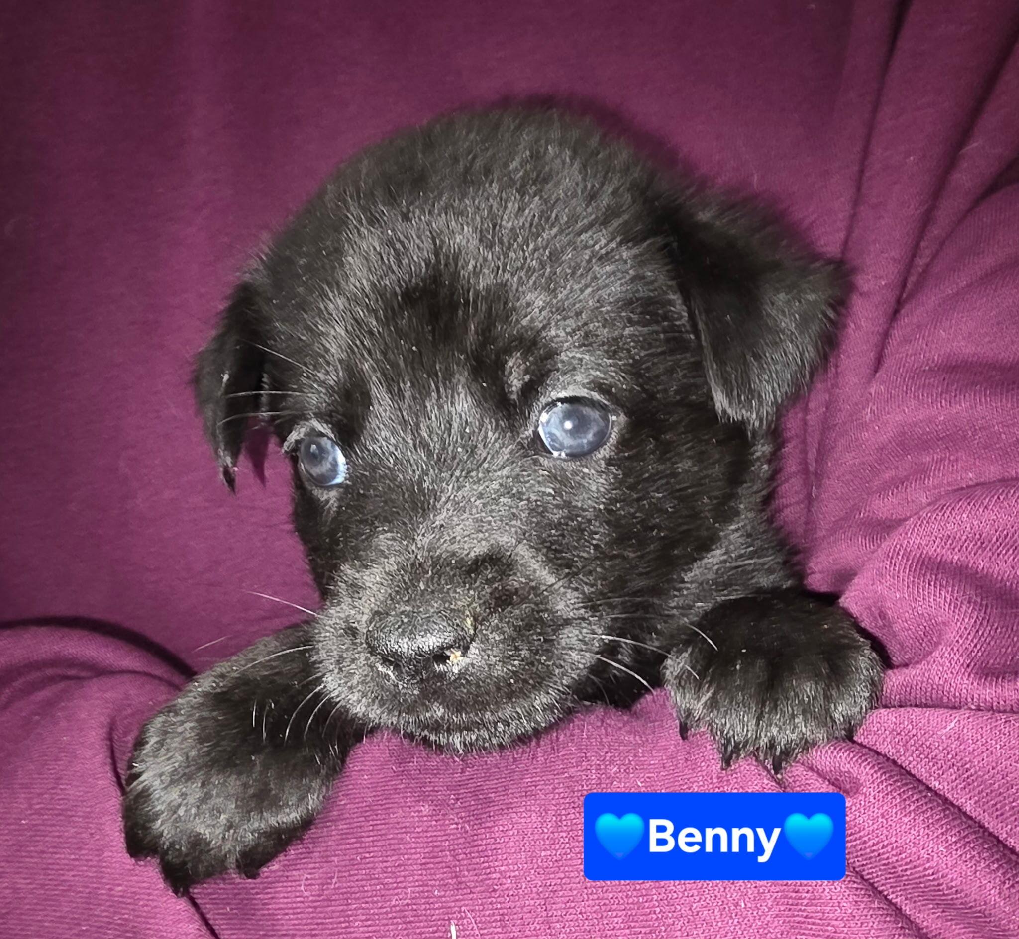 Benedict (Benny), a Adoptable mixed breed in Cottonwood Heights, UT image 4/4