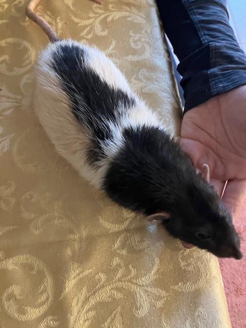 Enlarge Ollie and Dipper, a ADOPTABLE Rat in Scottsdale, AZ image 4/4