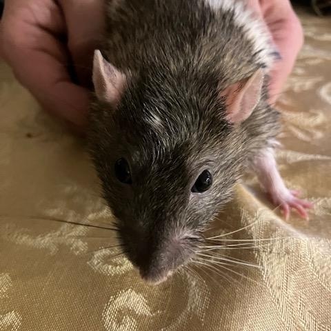 Enlarge Ollie and Dipper, a ADOPTABLE Rat in Scottsdale, AZ image 1/4