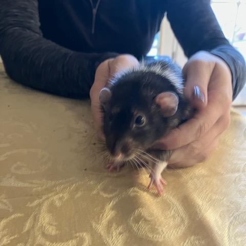 Enlarge Ollie and Dipper, a ADOPTABLE Rat in Scottsdale, AZ image 2/4