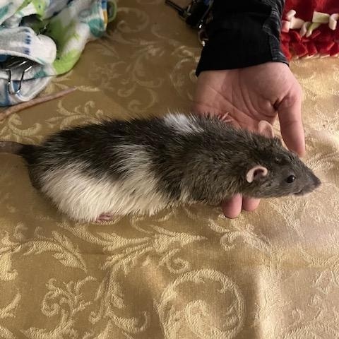 Enlarge Ollie and Dipper, a ADOPTABLE Rat in Scottsdale, AZ image 3/4