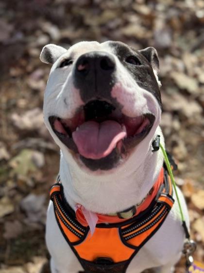 Enlarge Slime, a Adoptable mixed breed in Louisville, KY image 1/3