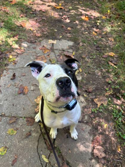 Enlarge Slime, a Adoptable mixed breed in Louisville, KY image 2/3