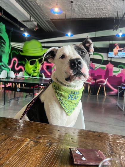 Enlarge Slime, a Adoptable mixed breed in Louisville, KY image 3/3