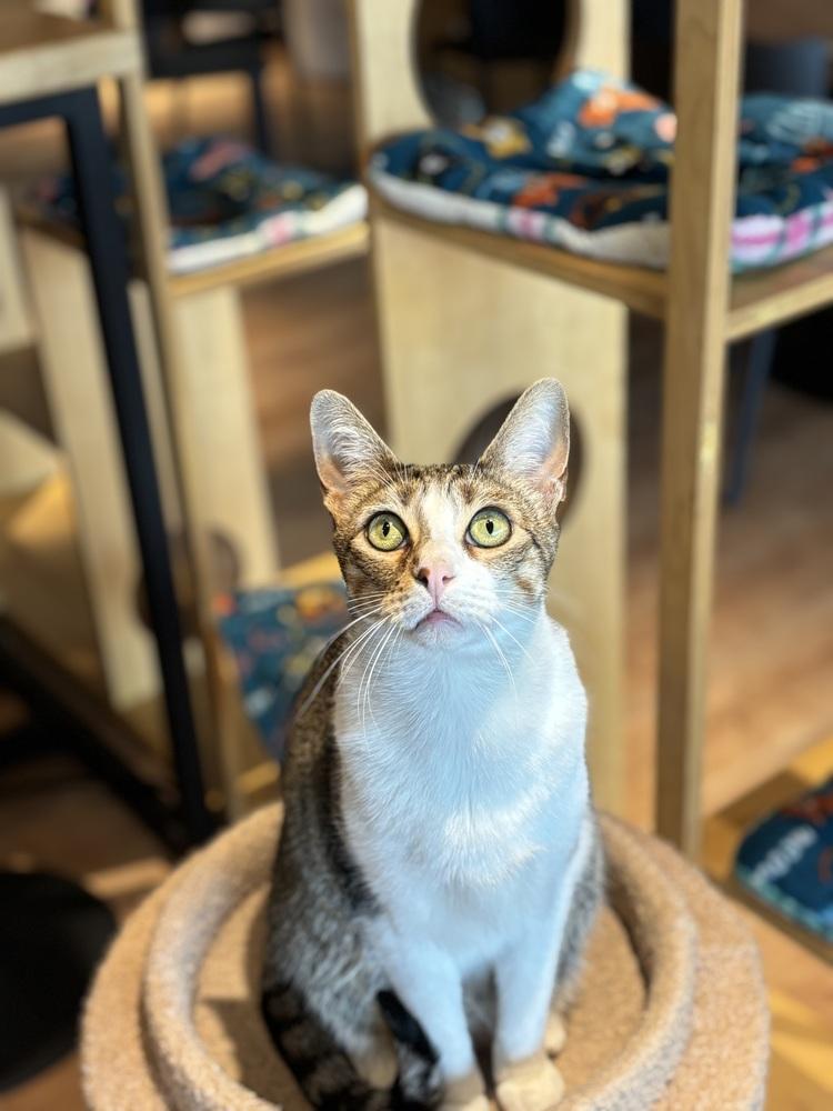 Shiloh, Adoptable, Kitten Male Domestic Short Hair & Domestic Short Hair.