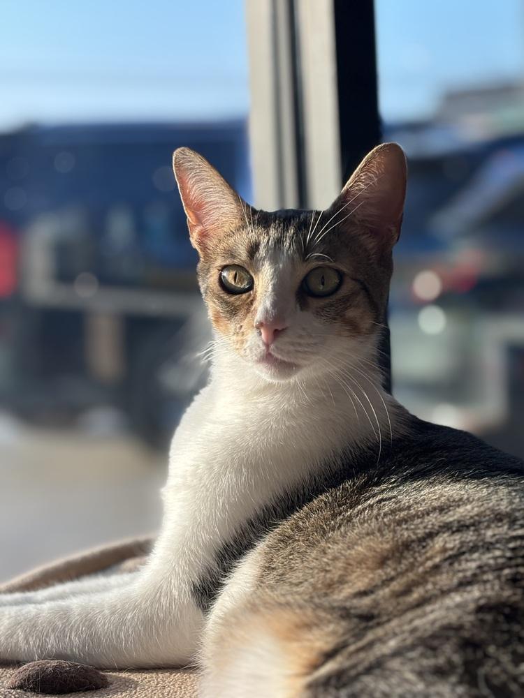 Enlarge Shiloh, a Adoptable mixed breed in Dallas, TX image 3/6