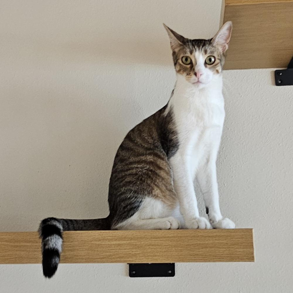 Enlarge Shiloh, a Adoptable mixed breed in Dallas, TX image 5/6