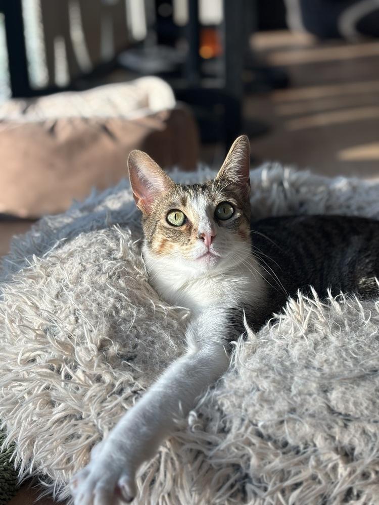 Enlarge Shiloh, a Adoptable mixed breed in Dallas, TX image 6/6