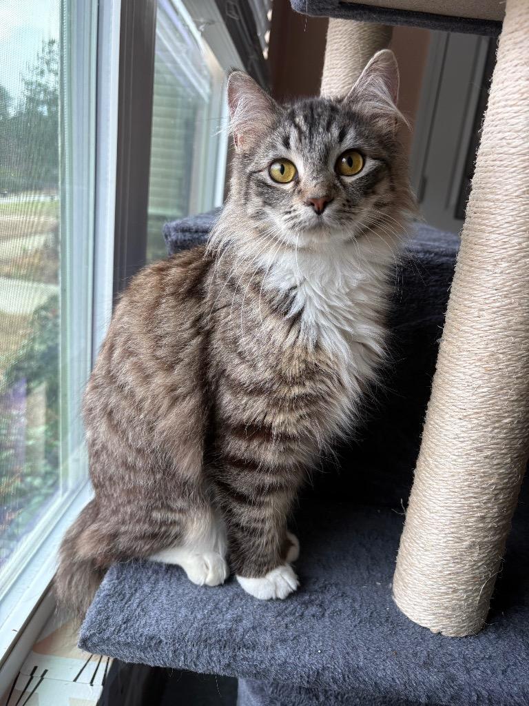 Sheinelle, Adoptable, Kitten Female Domestic Long Hair.