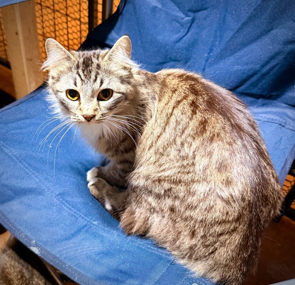 Enlarge Sheinelle, a Adoptable mixed breed in Newnan, GA image 2/2