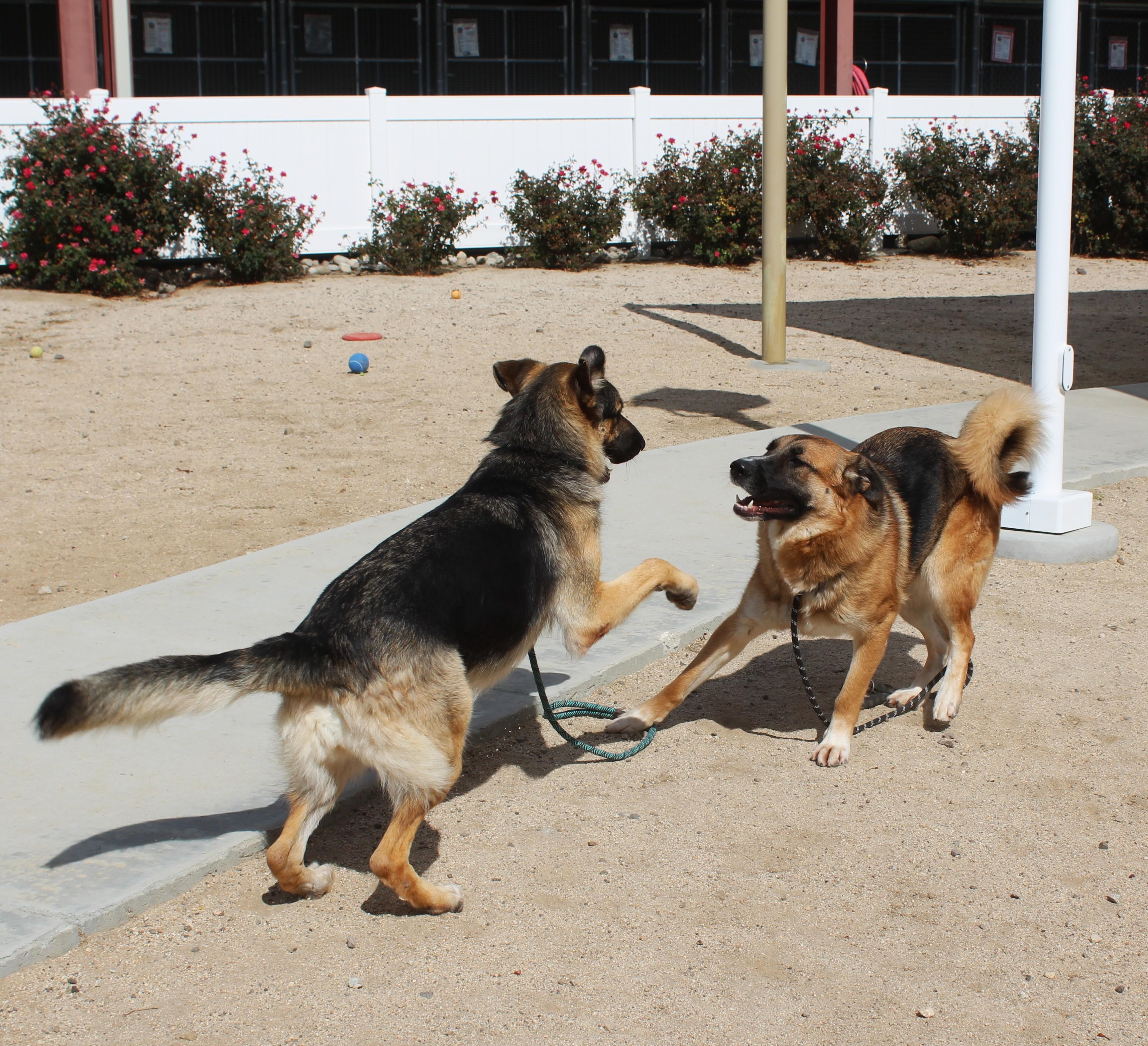 Enlarge Marley, a Adoptable German Shepherd Dog in Yucca Valley, CA image 3/6