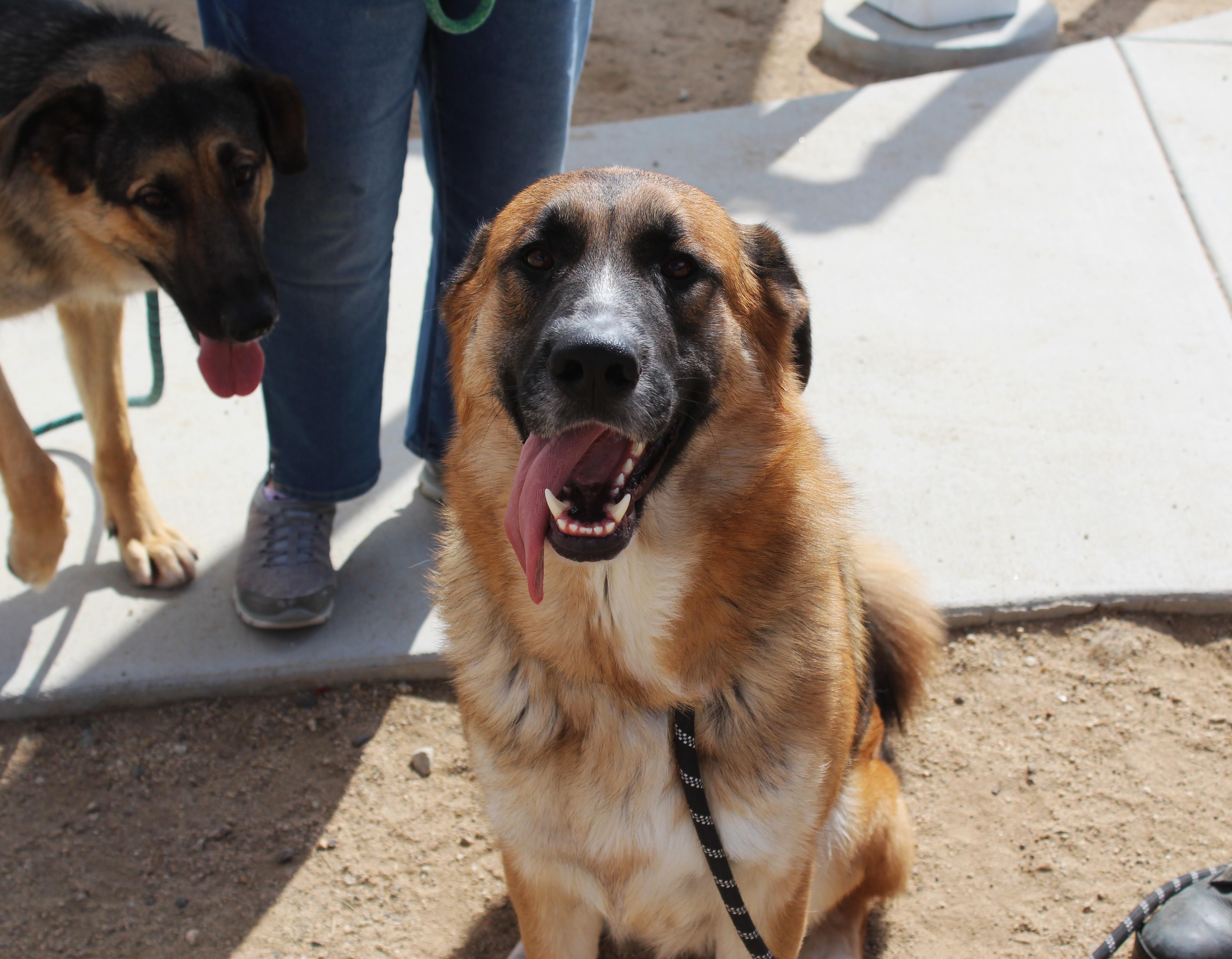 Enlarge Marley, a Adoptable German Shepherd Dog in Yucca Valley, CA image 5/6
