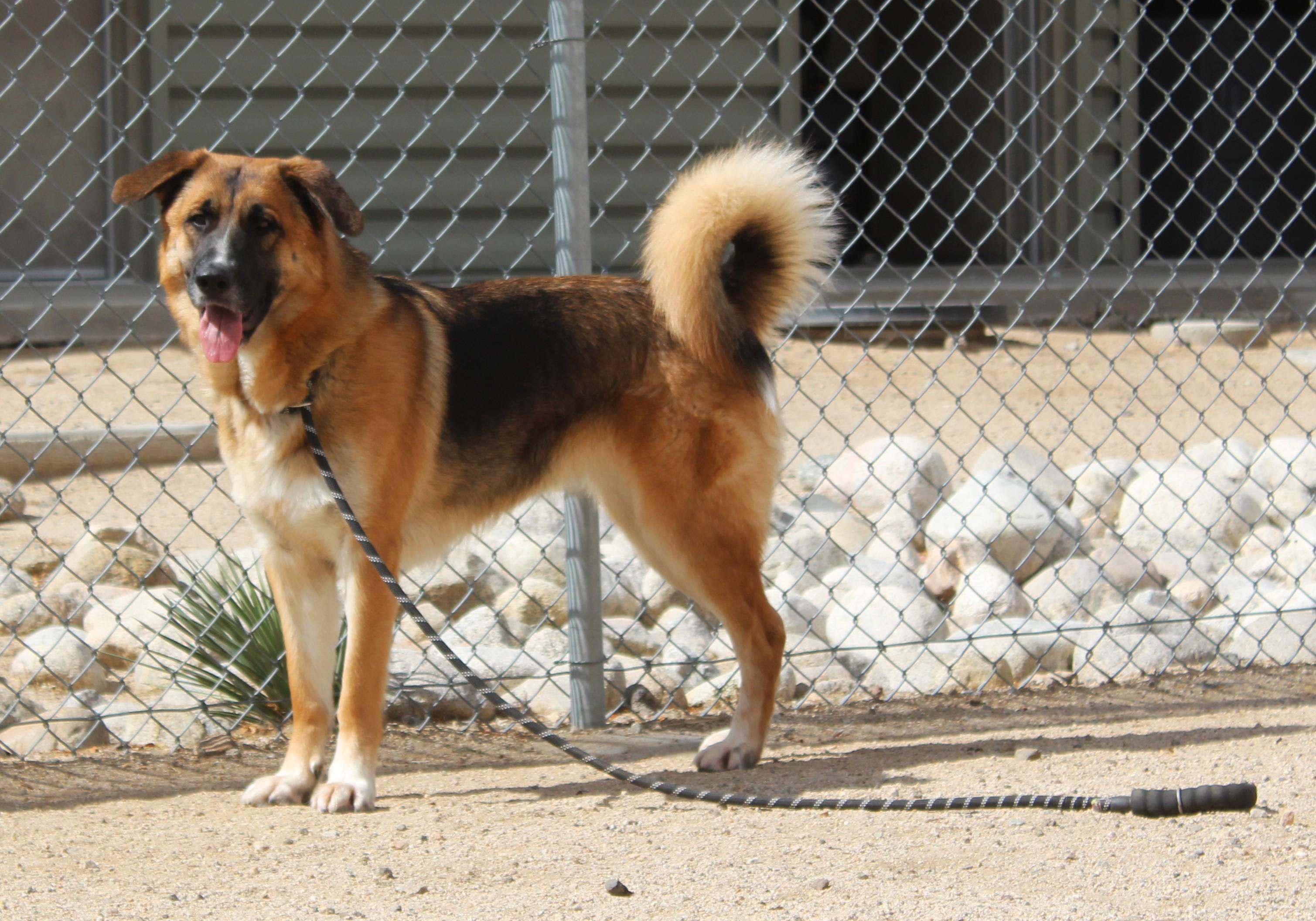Enlarge Marley, a Adoptable German Shepherd Dog in Yucca Valley, CA image 6/6