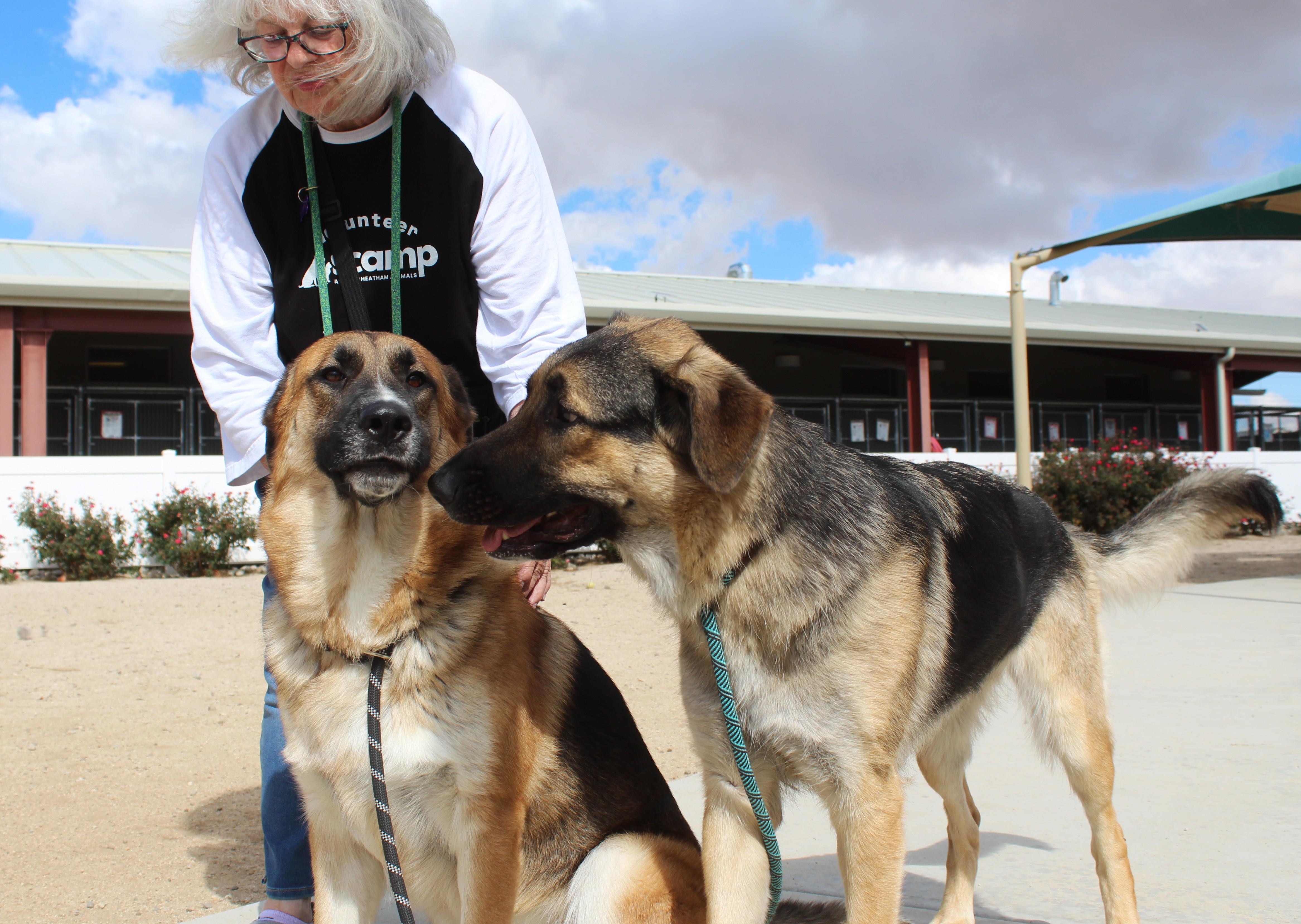 Enlarge Marley, a Adoptable German Shepherd Dog in Yucca Valley, CA image 2/6
