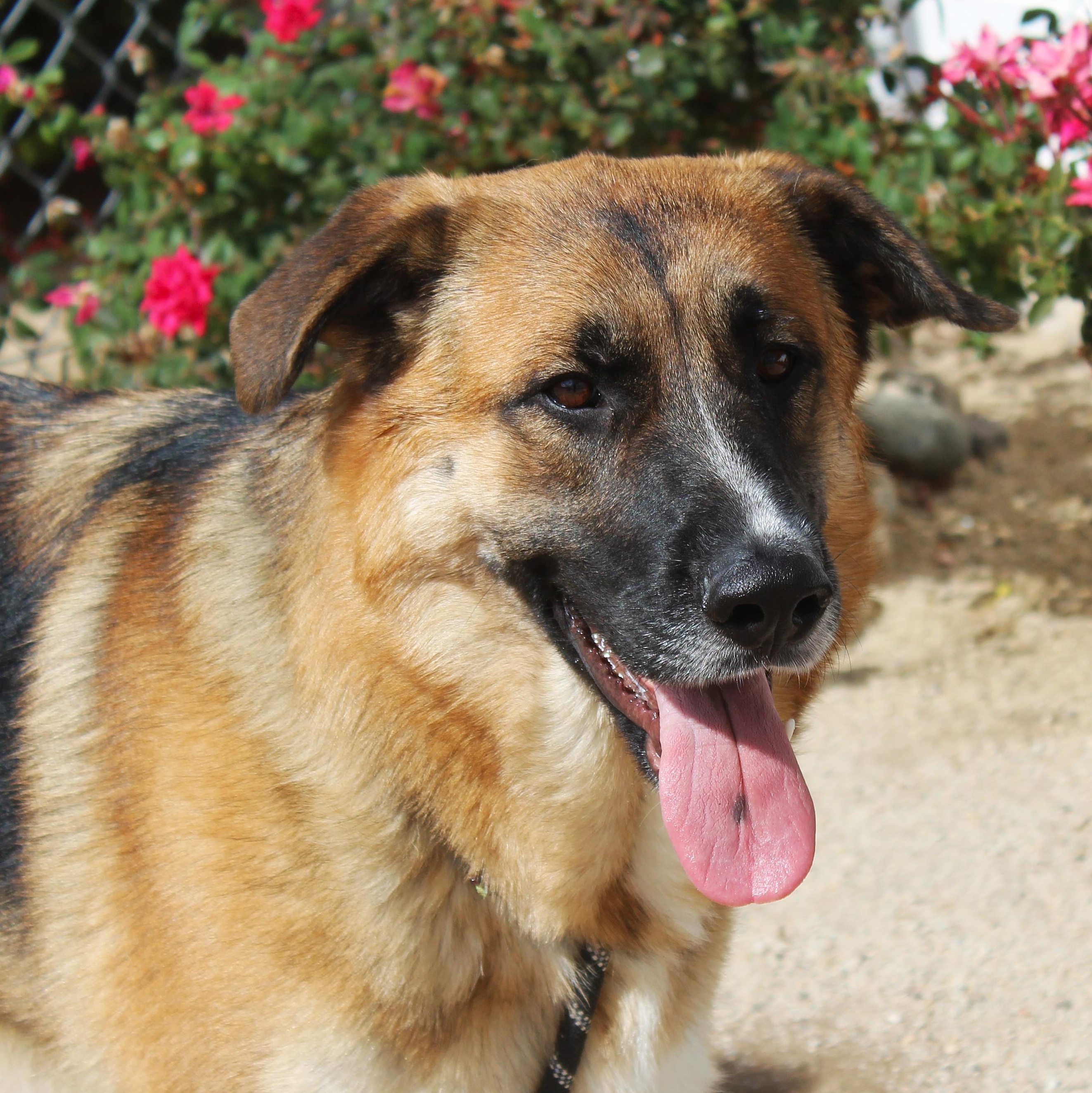Marley, Adoptable, Adult Female German Shepherd Dog.