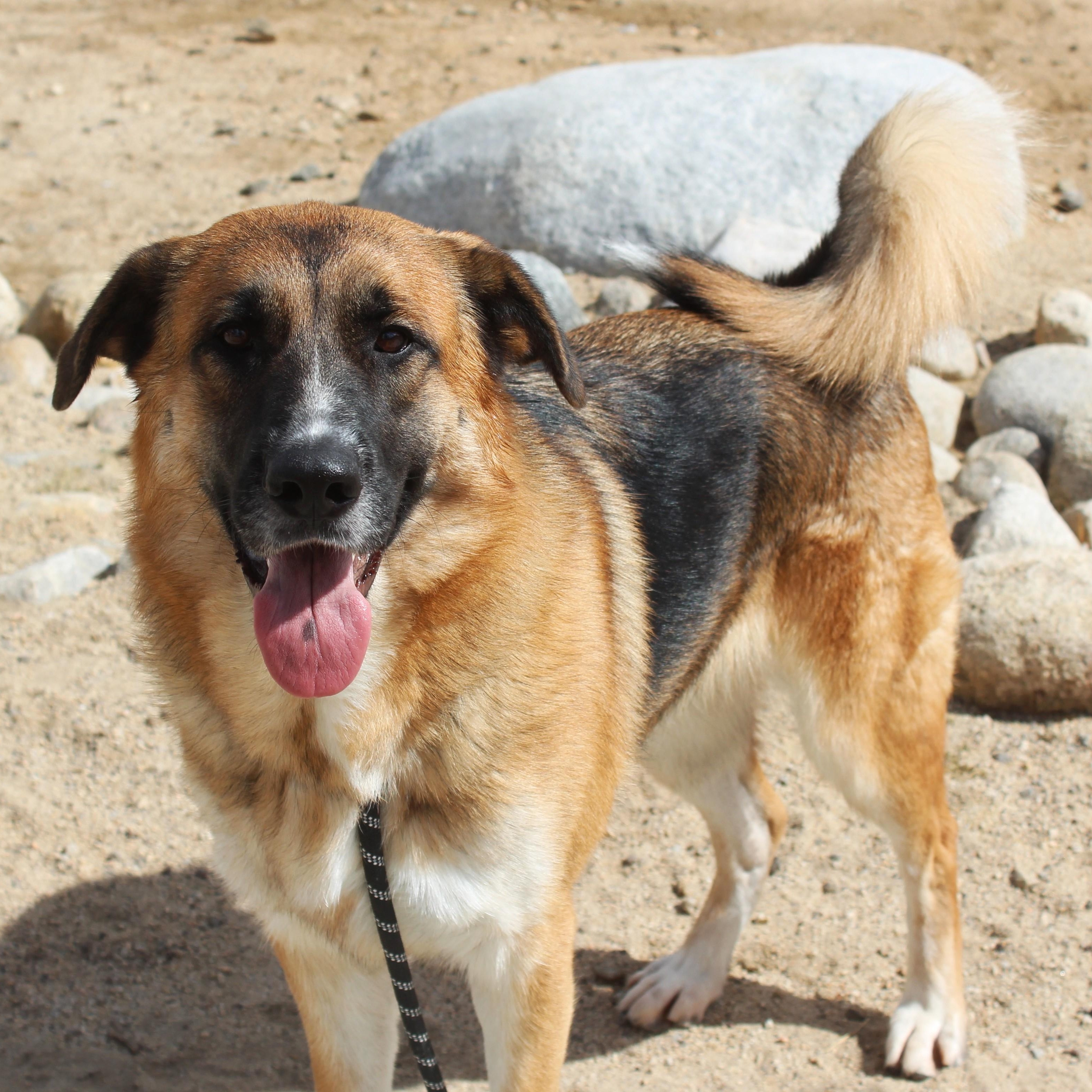 Enlarge Marley, a Adoptable German Shepherd Dog in Yucca Valley, CA image 4/6