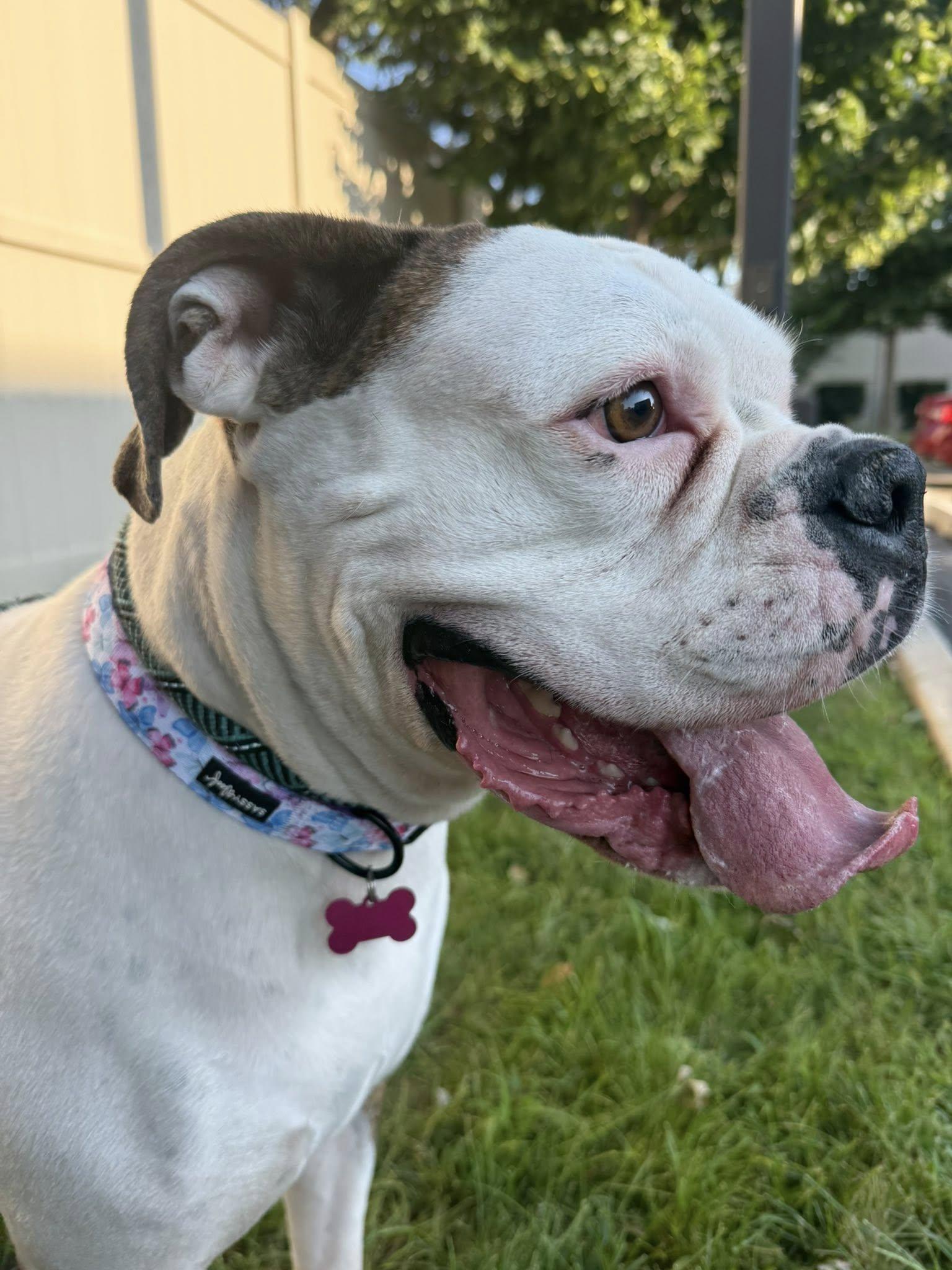 Enlarge Bonnie, a ADOPTABLE Boxer in Torrington, CT image 4/6