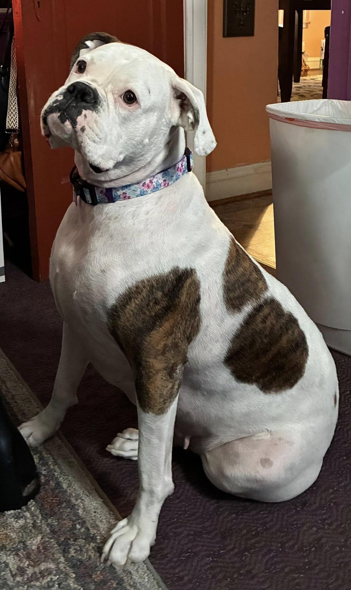 Enlarge Bonnie, a ADOPTABLE Boxer in Torrington, CT image 3/6